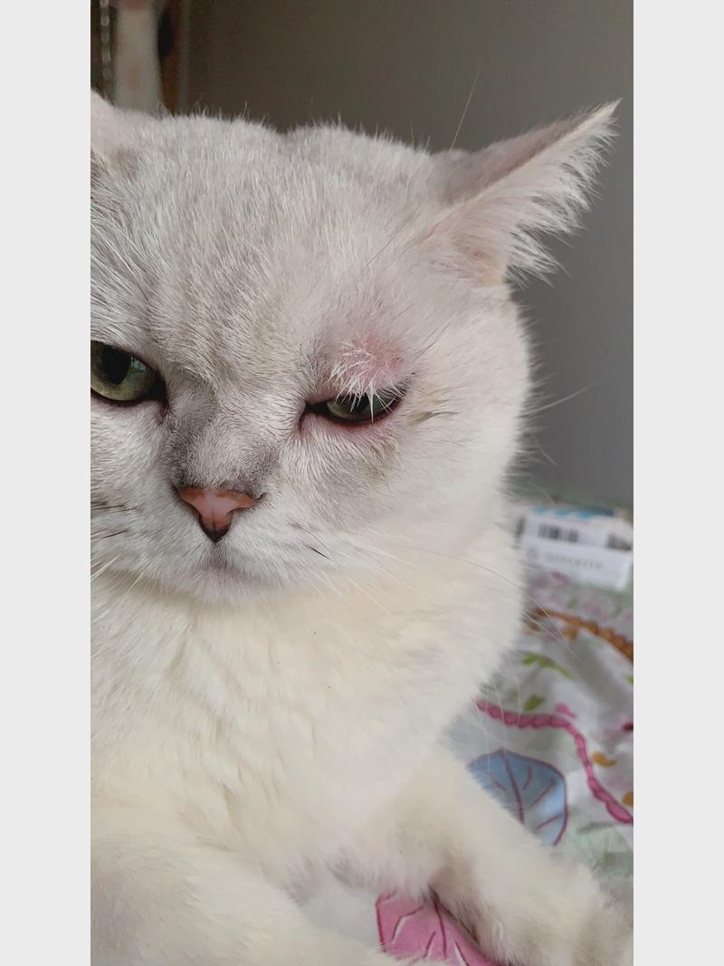 猫咪上火的症状眼睛