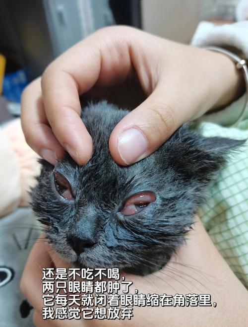 猫咪上火症状