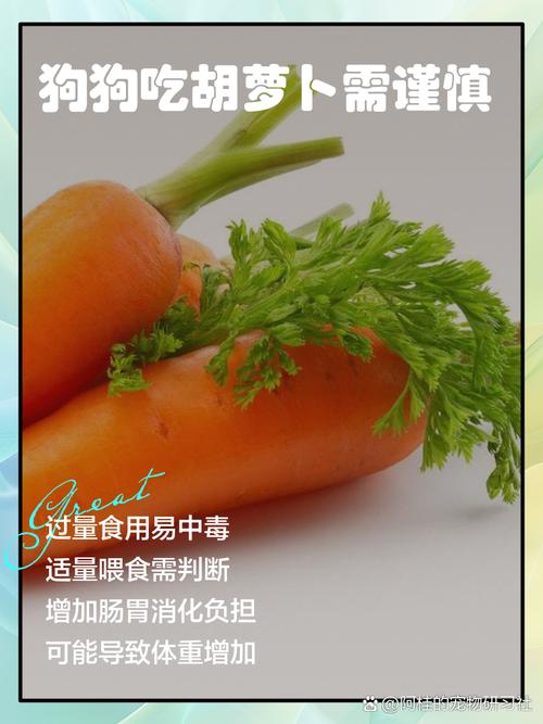 狗狗吃萝卜的7大忌