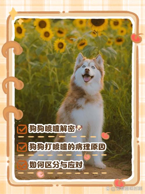 狗感冒打喷嚏鼻子干吃什么药