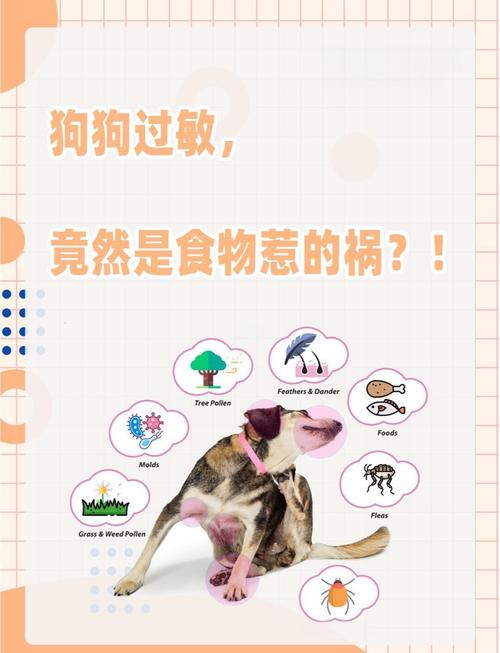 狗狗吃什么过敏