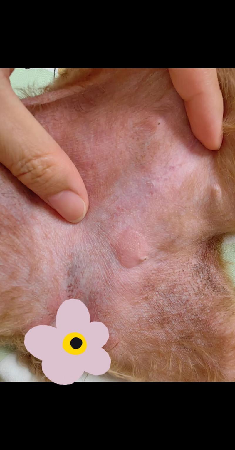 狗狗对头孢过敏会出现什么症状?