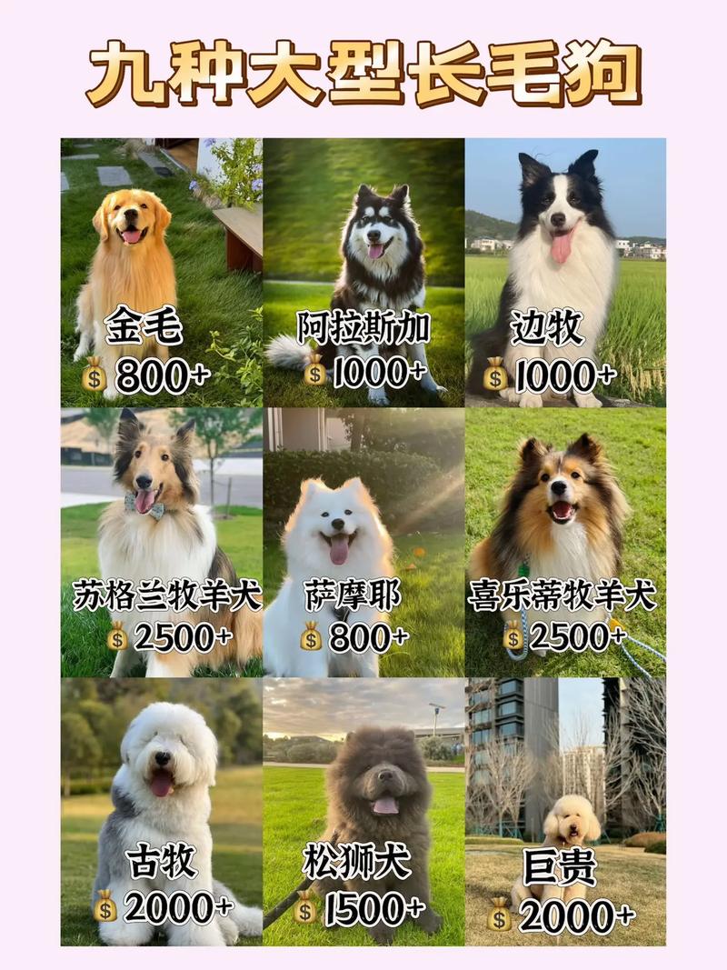 长毛高贵的狗有哪些品种?