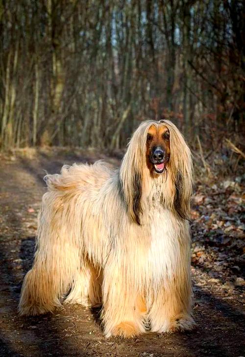 长毛的狗狗有哪些?