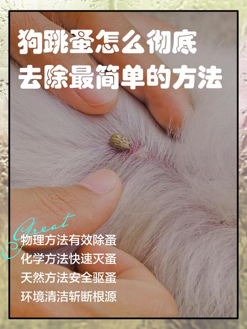 如何消灭狗狗的跳蚤?