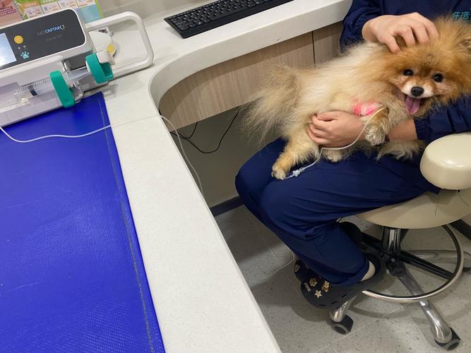 狗crp61多久能好