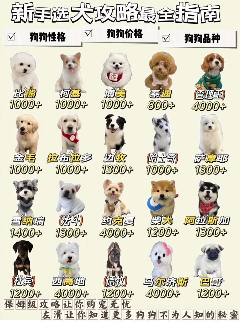 上班族如何训练贵宾犬?