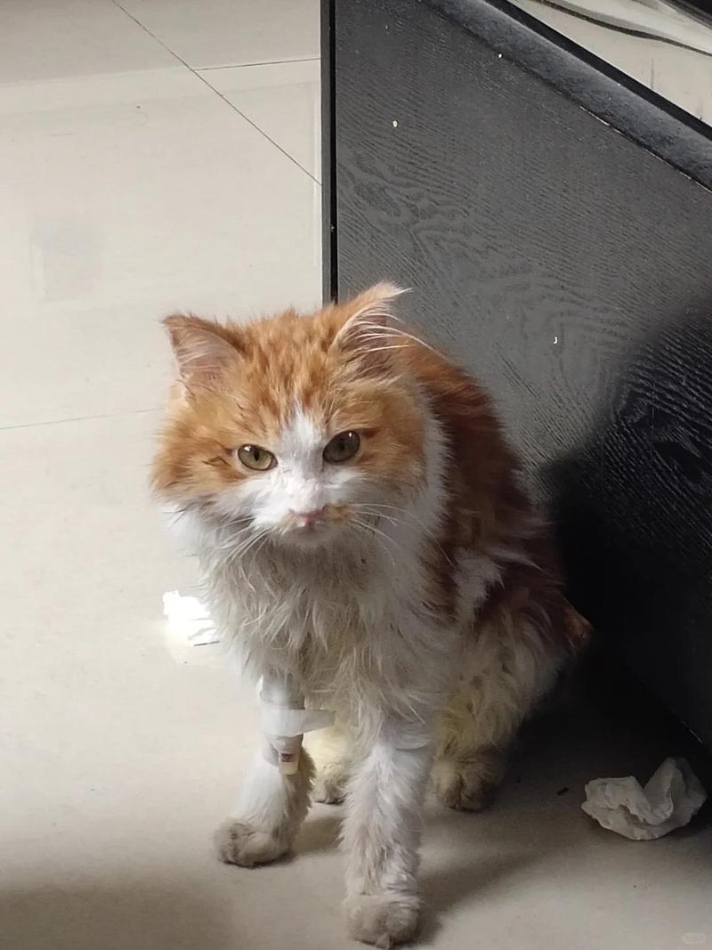 小猫发烧40度存活率