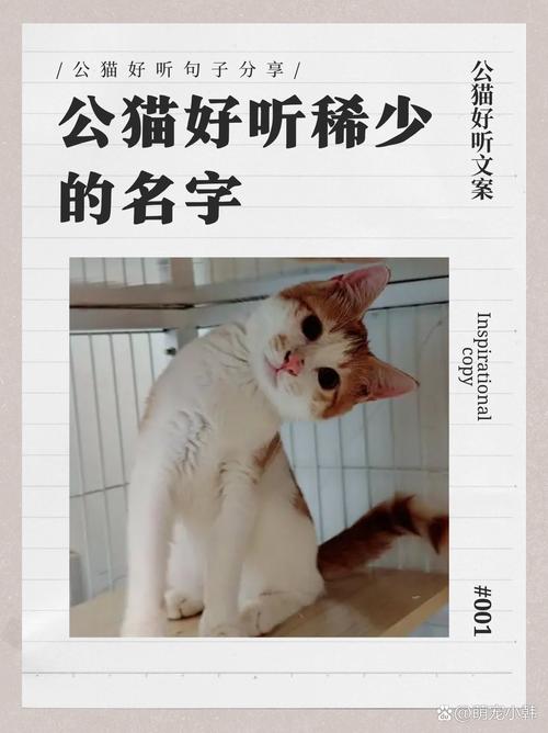 公猫好听稀少的名字
