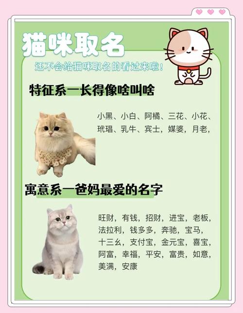 独一无二的猫咪名字