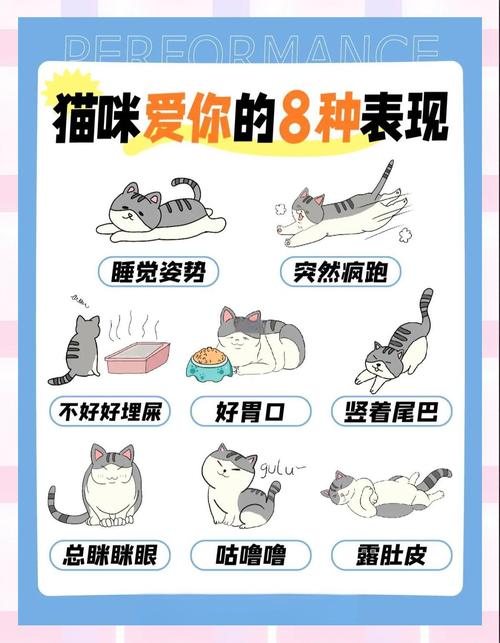 猫咪爱主人的前十表现分别是什么