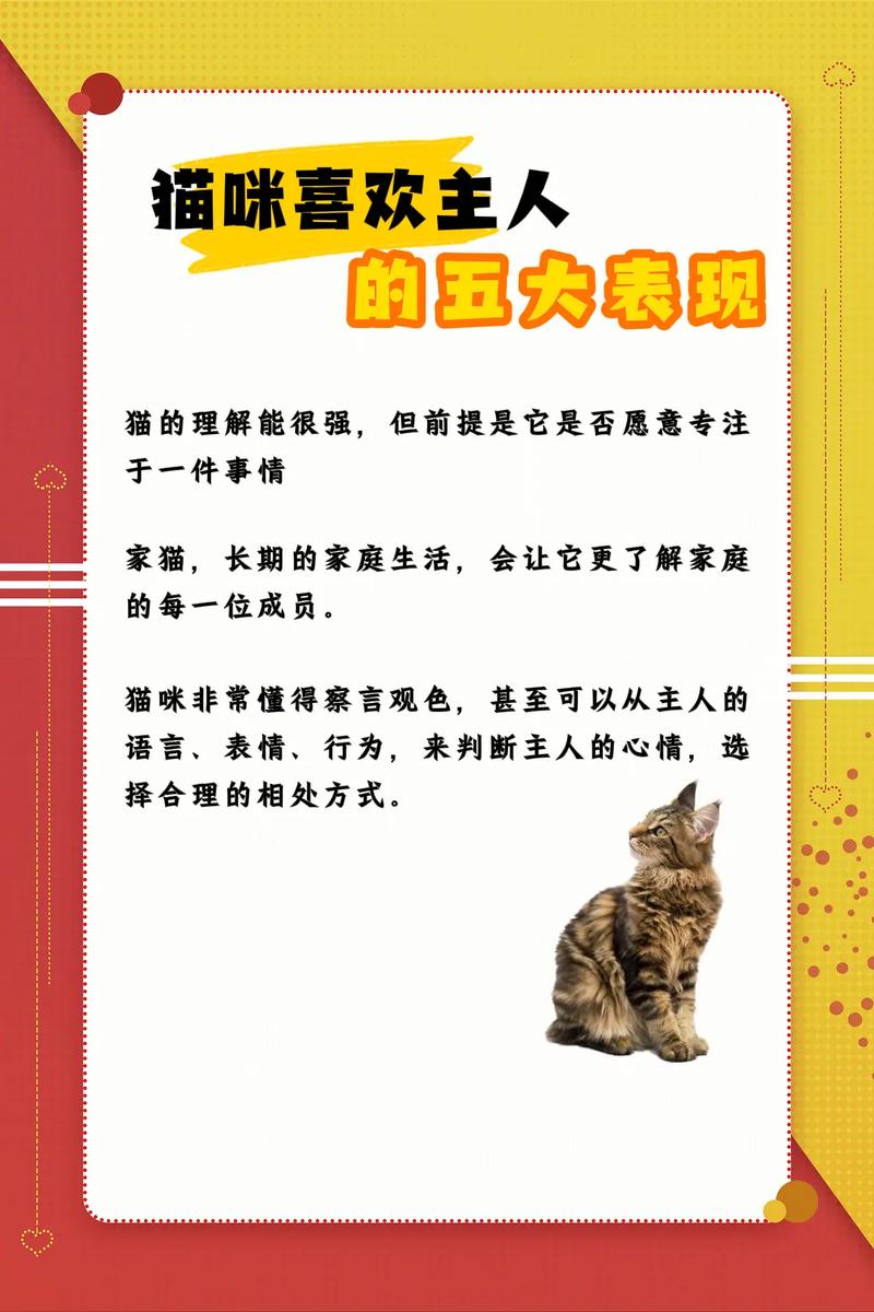 猫咪爱主人的表现有哪些呢?