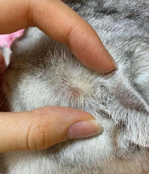 猫咪最常见的皮肤病及症状