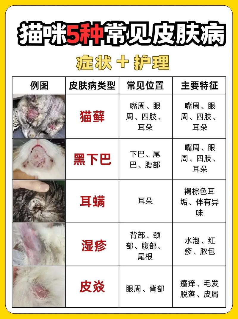 别慌!6种猫咪常见皮肤病,宠医教你处理|附症状图