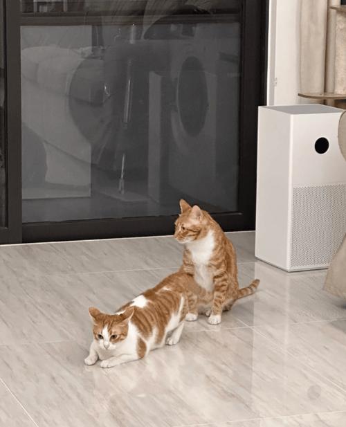 为什么我家的猫最近老拉肚子?(猫咪拉清水状的便便,是怎么回事...