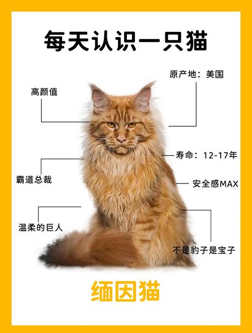 猫怀孕吃什么补充营养