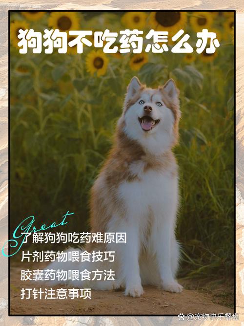 狗感冒了喂药又不吃怎么办