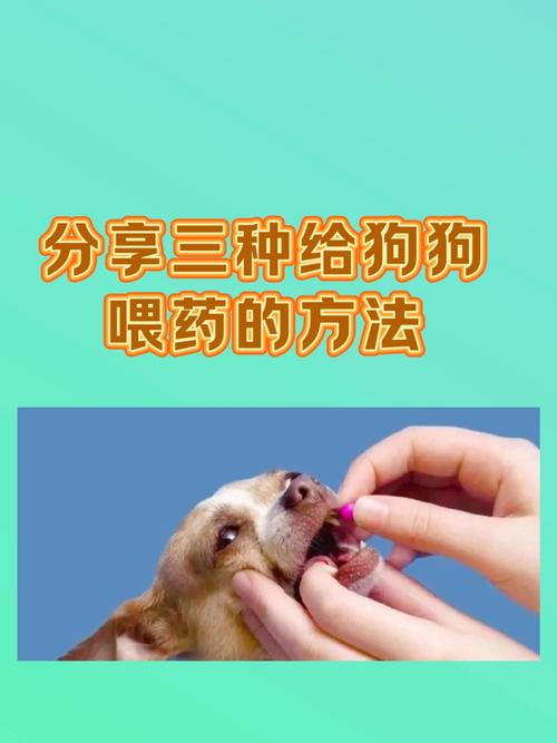 正确的用针管给狗喂药