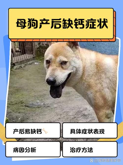 狗狗产后缺钙的症状有哪些
