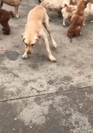 狗狗产后缺钙的表现有哪些?