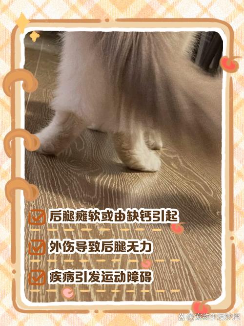 猫咪缺钙除了腿瘸还会有什么表现?