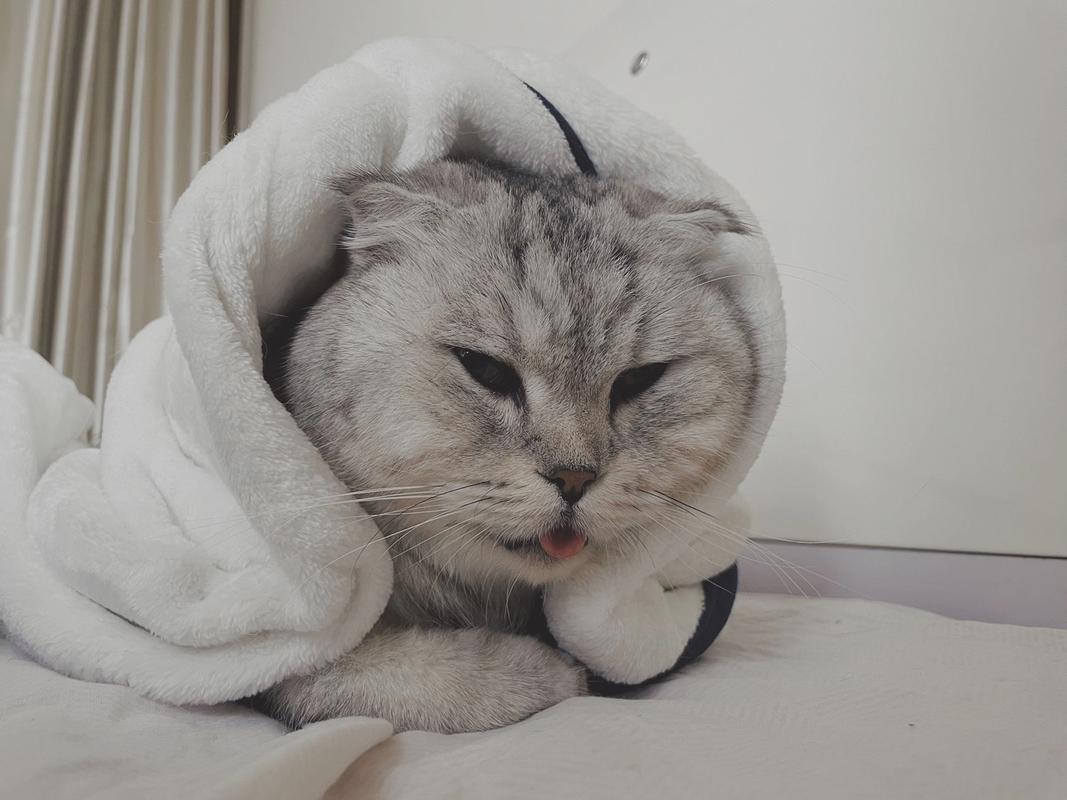 猫咪喝洗衣液不洗胃会死吗