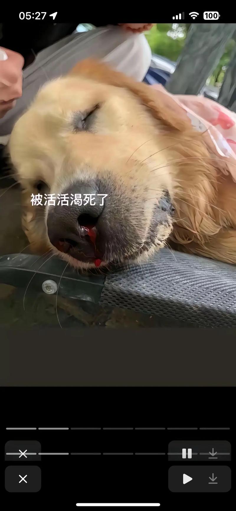 狗狗肠胃炎后狂喝水死了