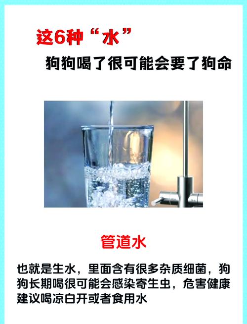 狗狗肠炎可以喝水吗