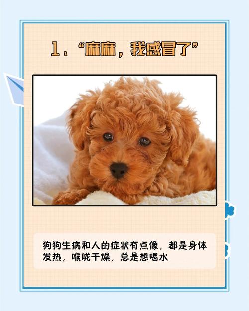 狗胃肠炎不吐不拉了能喝水吗