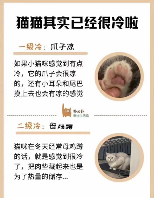 猫是否不能吃冰的东西,或者说,有点冰的东西?