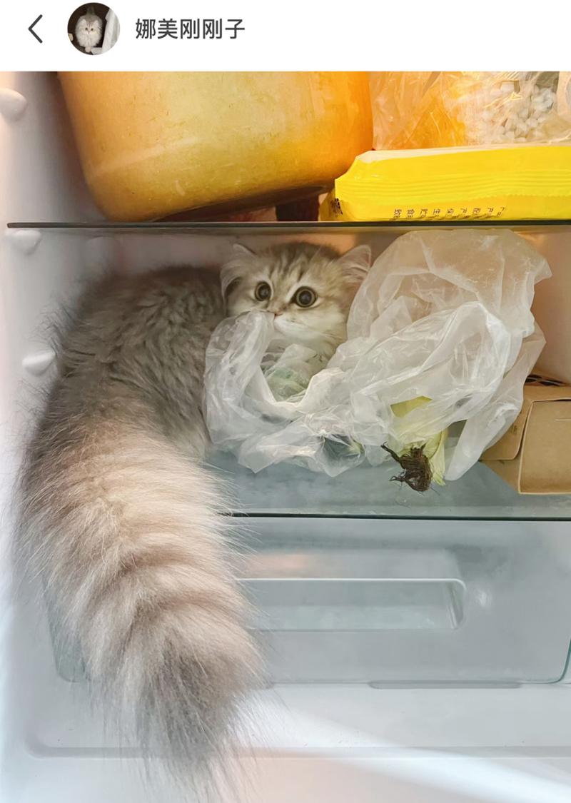 猫可以吃冰箱里拿出来的东西吗