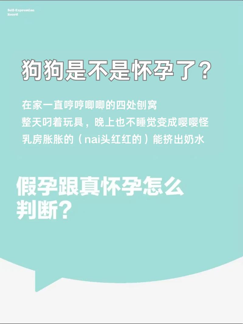 怎么辨别狗狗怀没怀孕