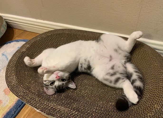 猫最舒服时,表现的状态是怎样的?