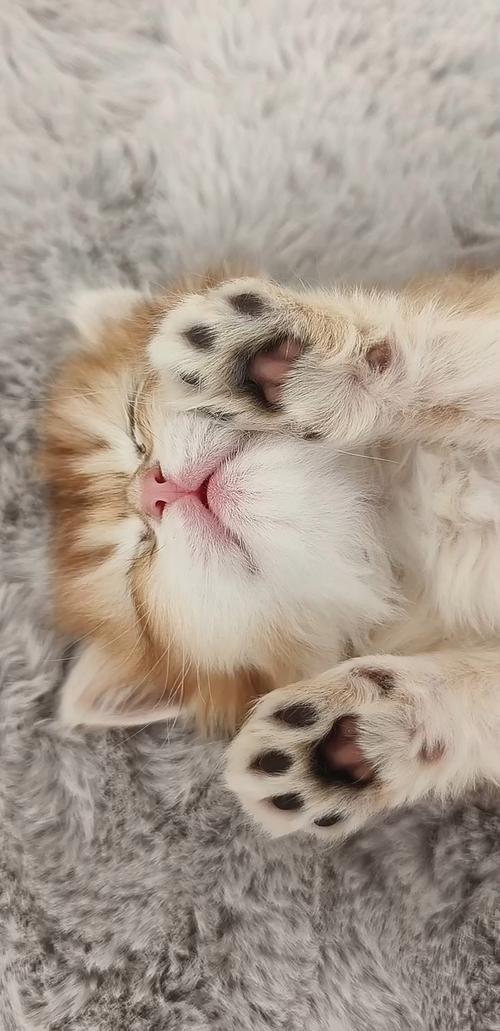 有这8个表现!说明你家猫咪很幸福~