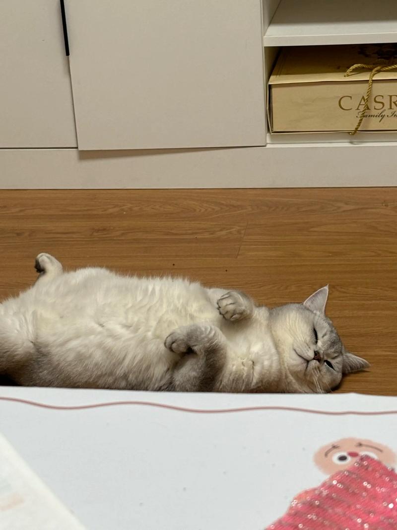 猫咪开心的行为表现有哪些?