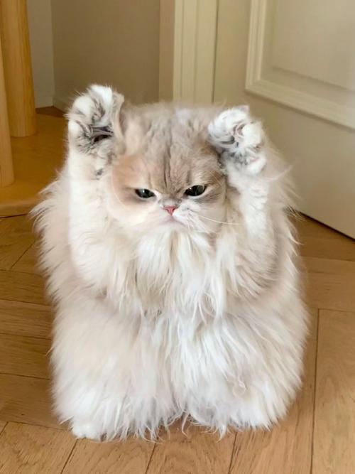 猫咪感觉舒服时会有哪些行为?