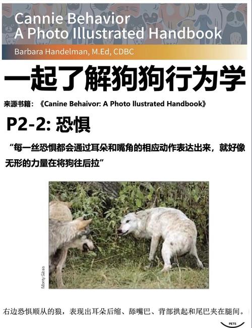 晚上狗狗突然害怕到处找地方躲起来,看的的样子很恐惧很害怕?