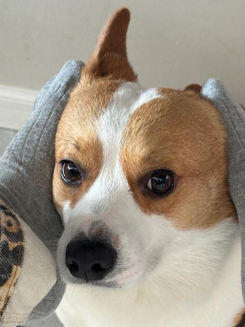 狗狗害怕被抛弃的表现有哪些?