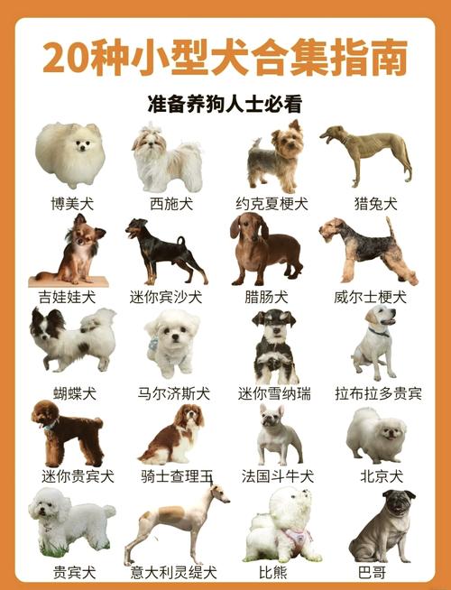 最小狗狗的品种