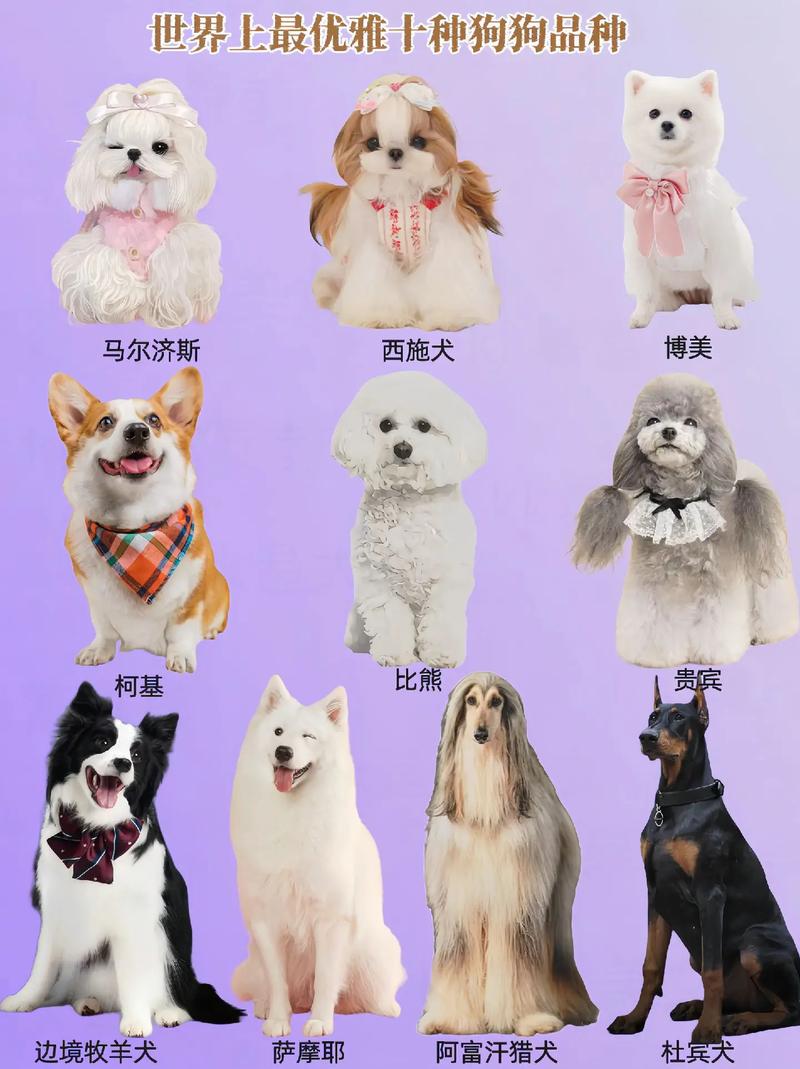 特别小的狗狗品种