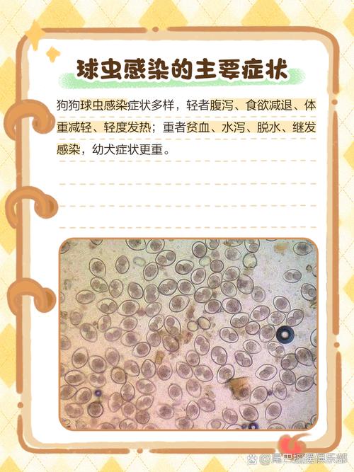 狗狗结肠炎症状