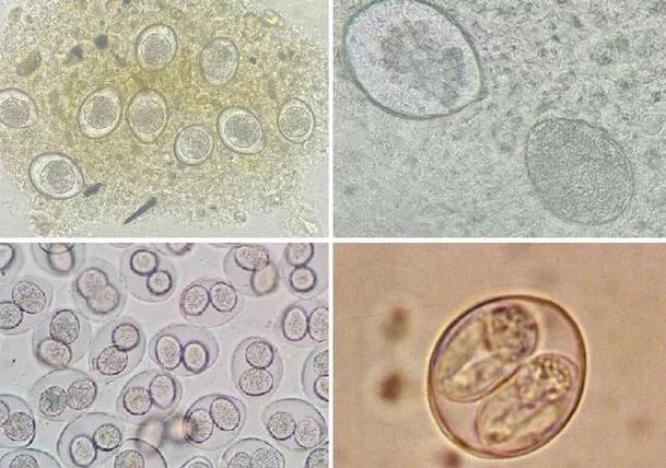 狗结肠炎吃药拉稀正常吗