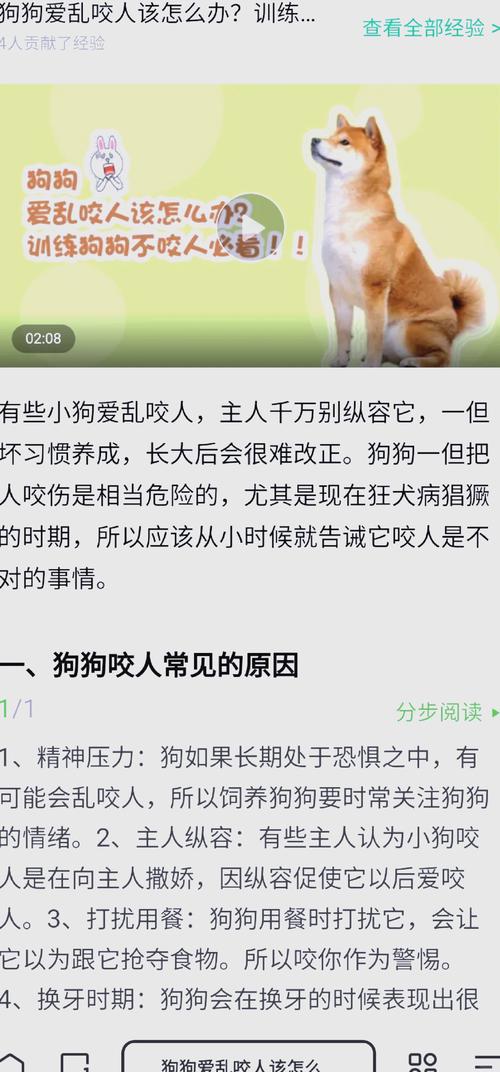 幼犬爱咬人怎么办?降低兴奋