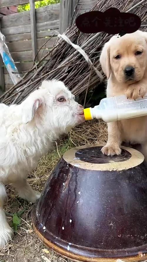 小狗可以喝人吃的羊奶吗