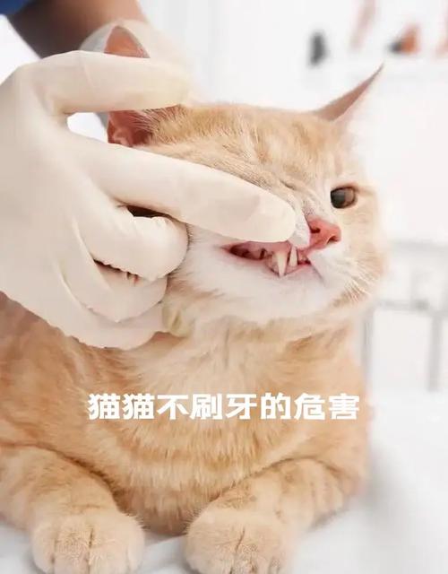 猫咪一辈子都不刷牙有影响吗