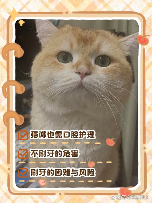 什么情况下不建议给猫刷牙?
