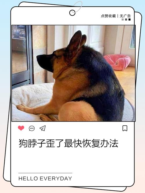 狗狗的脖子突然很僵硬疼痛,怎么办?