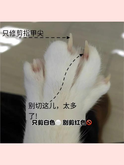 小猫多久才可以剪指甲