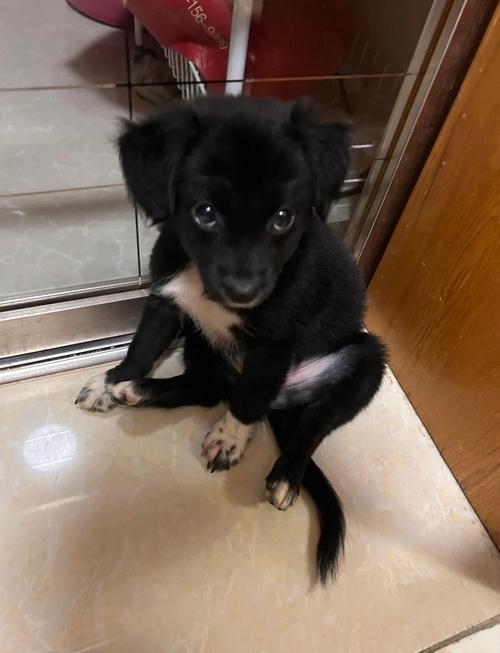 狗狗能吃牛蛙吗