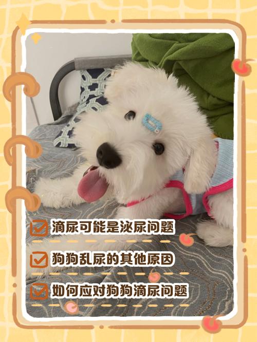 老狗狗总是尿不尽滴尿